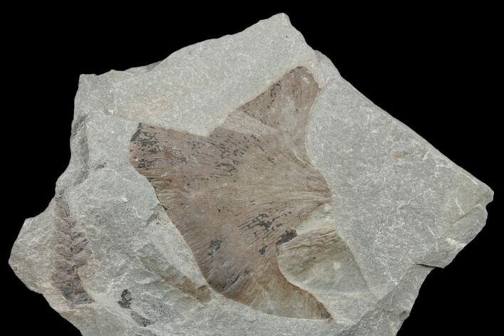 Fossil Fern (Neuropteris & Macroneuropteris) Plate - Kentucky #176765